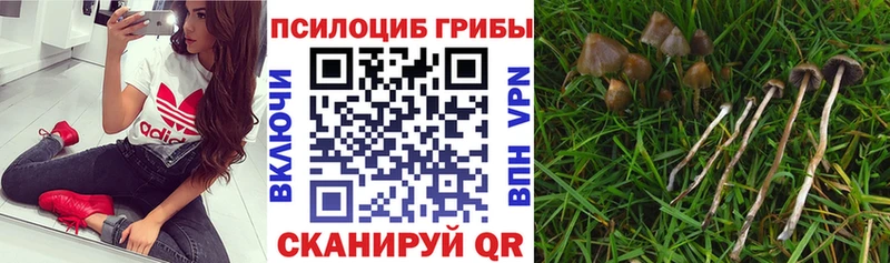 сколько стоит  Апатиты  Галлюциногенные грибы Psilocybe 